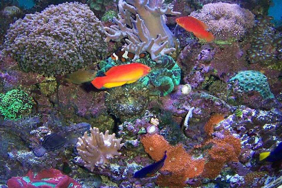 Rated #322: Corals Inverts - Favites Sp. - Brain Coral, Favites