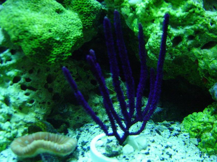 Rated #343: Corals Inverts - Muriceopsis Flavida - Purple Brush Gorgonian - 120Gal.Reefwith65Gal.sump/70Gal.FOWLRwith20gal.sump/29 gal. bowfront with ecosystem refugium