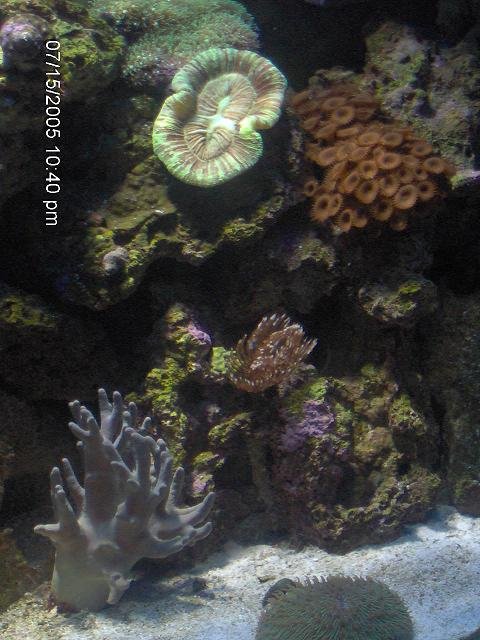 Rated #367: Corals Inverts Stocking In 72 Gallons Tank - assorted corals