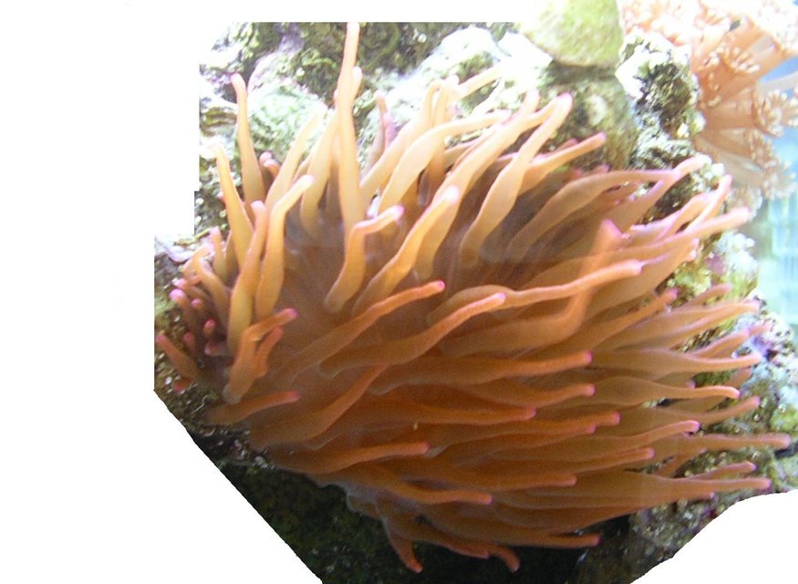 Rated #374: Corals Inverts - Entacmaea Quadricolor - Rose Bulb Anemone Stocking In 60 Gallons Tank - My very healthy Anenome