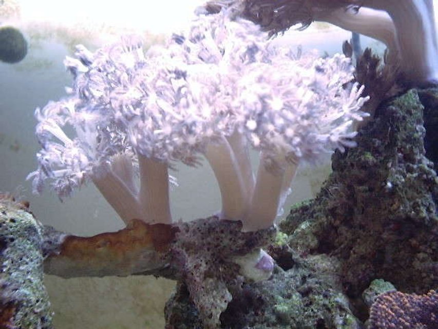 Rated #83: Corals Inverts - Xenia Sp. - White Pom Pom Xenia, Red Sea Stocking In 130 Gallons Tank - White xenia!!!