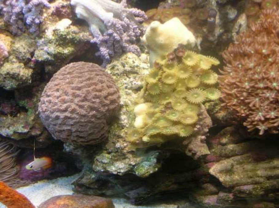 cloganc1 s corals inverts