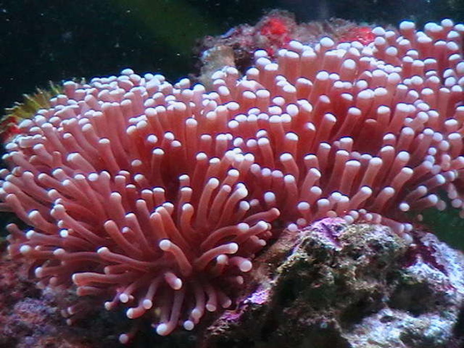 Caseyone's Corals & Inverts Photo (ID 7293) Full Version