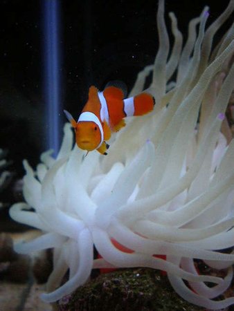 corals inverts - condylactis gigantea - condy anemone stocking in 20 gallons tank - new