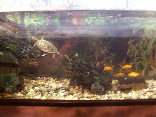 corals inverts - trachemys scripta scripta - yellow belly slider turtle stocking in 36 gallons tank - The Turtle and Fishs