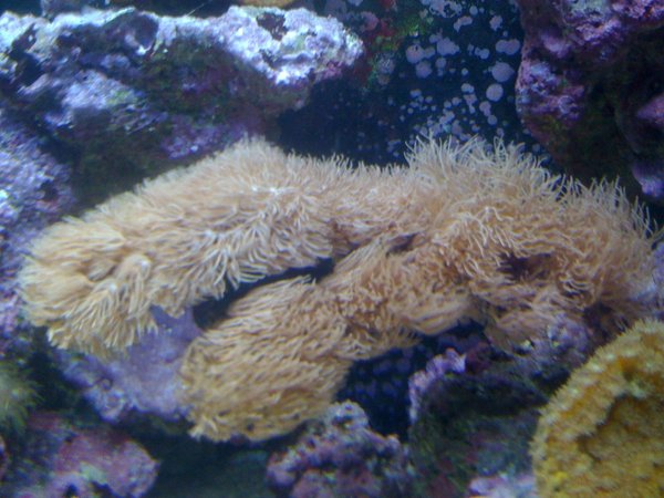 corals inverts - catalaphyllia jardinei - elegance coral stocking in 120 gallons tank - HUGE