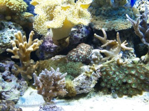 corals inverts - zoanthus sp. - colony polyp stocking in 75 gallons tank - 15