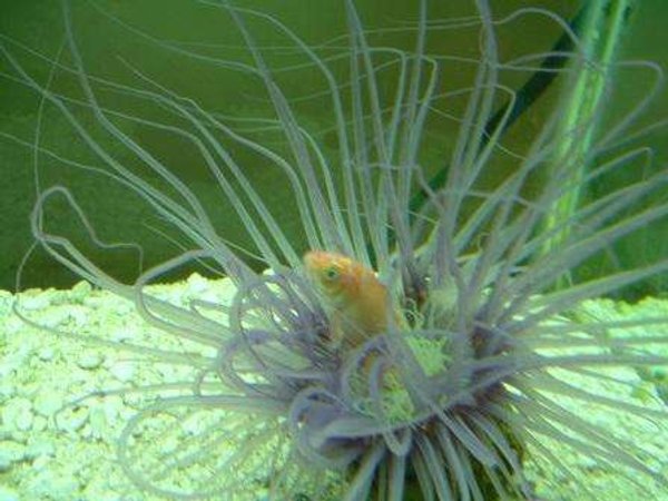corals inverts - cerianthus membranacea - tube anemone stocking in 55 gallons tank - Fun to watch