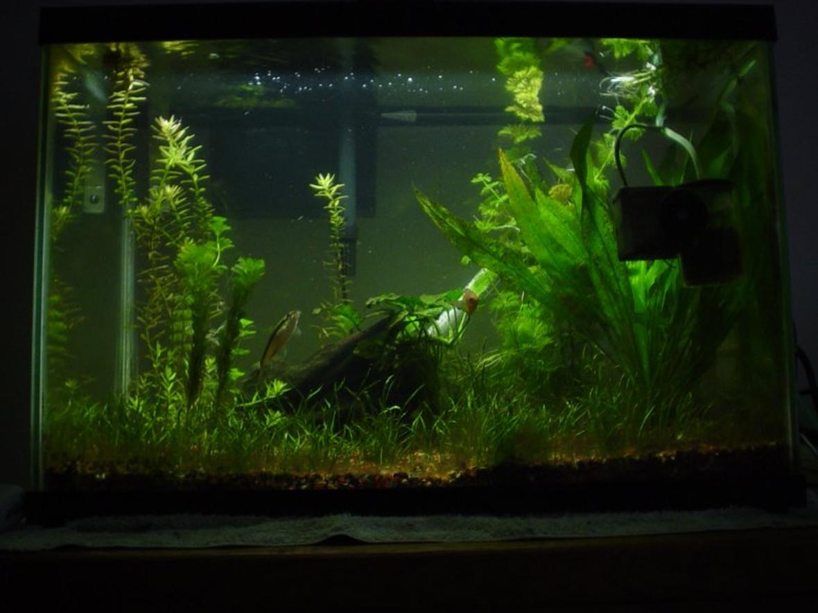 20 gallons planted tank (mostly live plants and fish) - 20H planted tank (my first planted tank). Sorry for the equipment in photo; that's my CO2 reactor in the front.