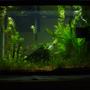20 gallons planted tank (mostly live plants and fish) - 20H planted tank (my first planted tank). Sorry for the equipment in photo; that's my CO2 reactor in the front.