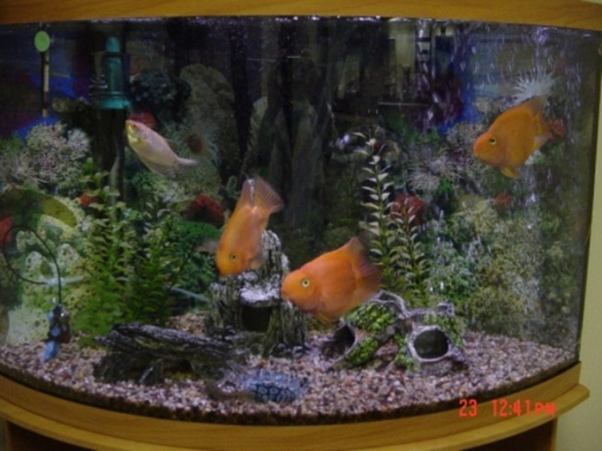35 gallons freshwater fish tank (mostly fish and non-living decorations) - everthing looks bigger in a bowfront tank...