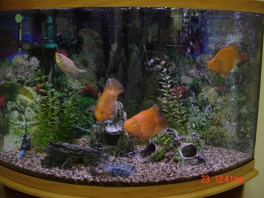 Rated #3077: 35 Gallons Freshwater Fish Tank - everthing looks bigger in a bowfront tank...