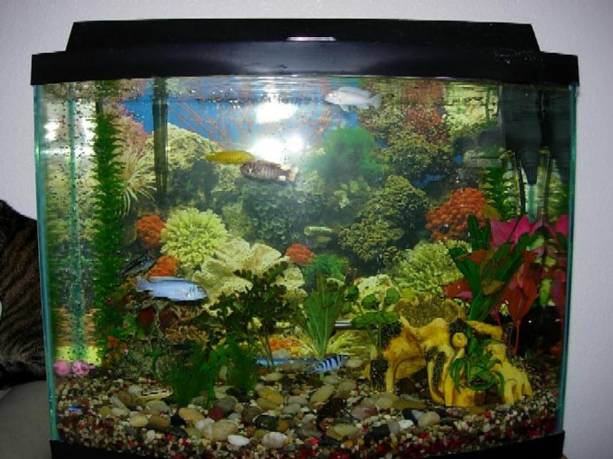 Rated #3019: 30 Gallons Freshwater Fish Tank - 30 gal