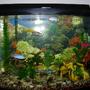 30 gallons freshwater fish tank (mostly fish and non-living decorations) - 30 gal