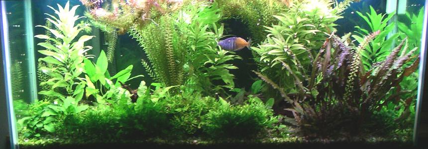 Rated #505: 75 Gallons Planted Tank - My 75G Tank.
Been running for about 2 years now.
The plants need trimming monthly or they'll grow right out the top of the tank!