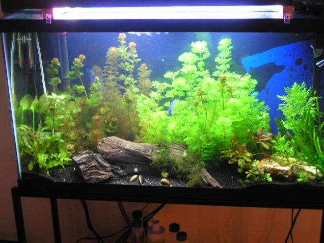 38 gallons planted tank (mostly live plants and fish) - only about a month old  
36x18 38g
filters include: a penguin 100  bio-wheel, a hydor itpf 4, and a whisper 10 power filter.
i have a red sea turbo co2 bio system
my heater is a visi therm deluxe
my lights are coralife lunar aqualights
FISH: 1 opline gourami, 4 various african ciclids, featherfin knife fish, pleco, a baby silver gar, african dwarf frog
PLANTS: Cabomba caroliniana,Alternanthera reineckii "roseafolia,Cardamine,Hornwort,Ludwigia arcuata,Hydrocotyle sibthorpioides,Cryptocoryne wendtii ,Pygmy Chain Sword,Golden Moneywort,Bacopa monnieri ,Echinodorus quadricostatus,Rotala rotundifolia