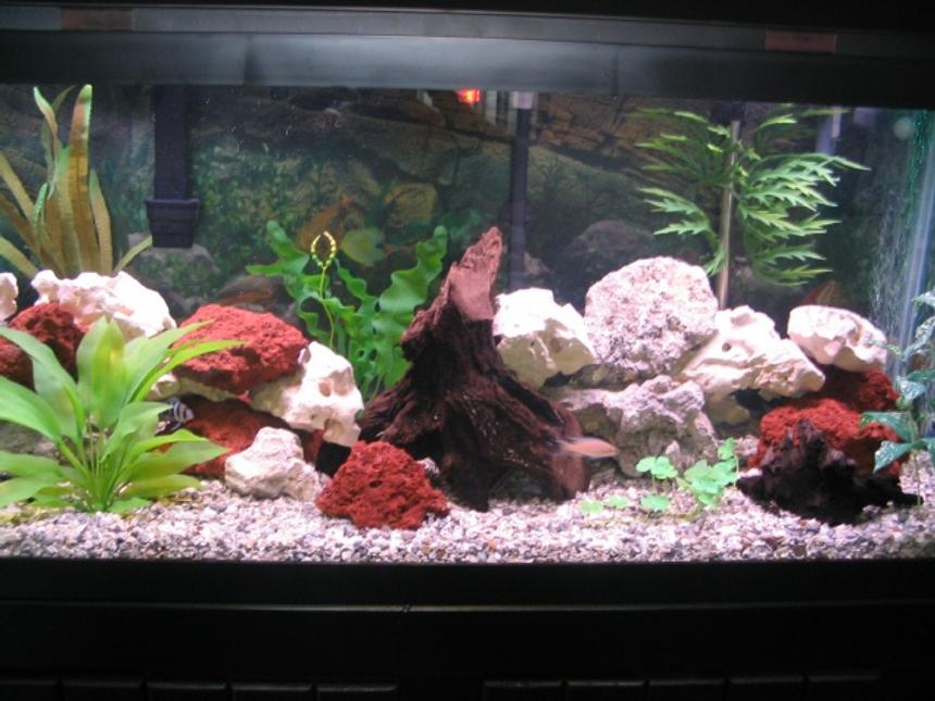 Rated #2285: 75 Gallons Freshwater Fish Tank - 75 gal african cichlid tank