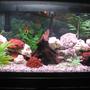 75 gallons freshwater fish tank (mostly fish and non-living decorations) - 75 gal african cichlid tank