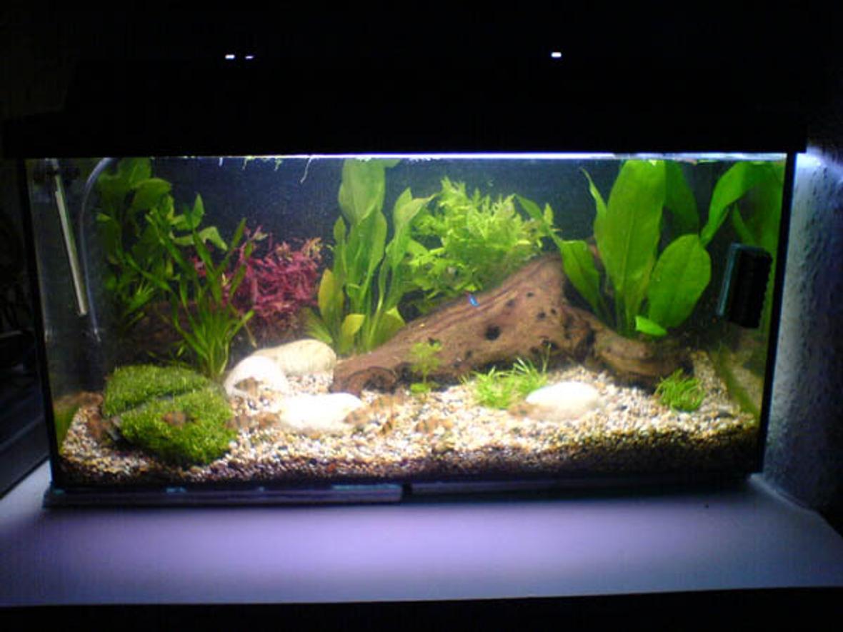 25 gallons freshwater fish tank (mostly fish and non-living decorations) - my smaller tnak