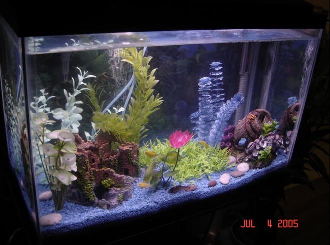 20 gallons freshwater fish tank (mostly fish and non-living decorations) - 1st tank ever, 4 yellow labs, 2 corydoras