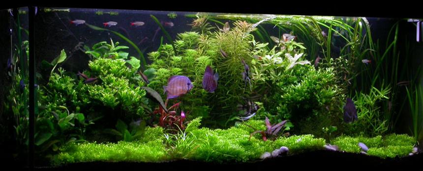 Rated #87: Planted Tank - Here's my diskus tank.. enjoy.-