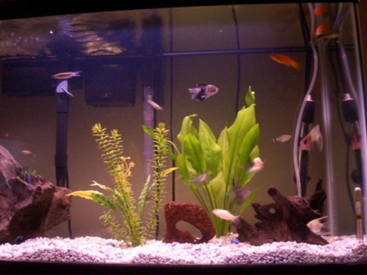 29 gallons freshwater fish tank (mostly fish and non-living decorations) - 2 month old tank 6/17/05
