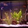29 gallons freshwater fish tank (mostly fish and non-living decorations) - 2 month old tank 6/17/05