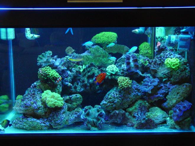 62 gallons reef tank (mostly live coral and fish) - 62 gal 36x20x20  40 gal sump reef tank. SPS. LPS, 1x250 PFO ballast with Sun aquatics 20K. with T-5 Actinic's for supplement lighting, kalk reactor all lighting on a different digital timers, topp off with RO/DI,

neon wrasse, algae blenny,  2 HI fin gobies, flame angel, 5 green chromis, scopas tang, 2 pajama cardinals, blue linkia starfish, orange brittle star, srtiped brittlestar, assorted turbo's ,cerith''s snails  lots, 3 cleaner's, 2 x peppermints


green candy cane, yellow candy cane, frogspawn, hammer, star polyops, green bubble coral, gaint feather duster ,normal feather duster's, red chilli sponge, 3 crocea clams, 1 squamosa, branching provona, orange sun corals, green cap, pink cap, plate leather , green hydropona, branching leather.