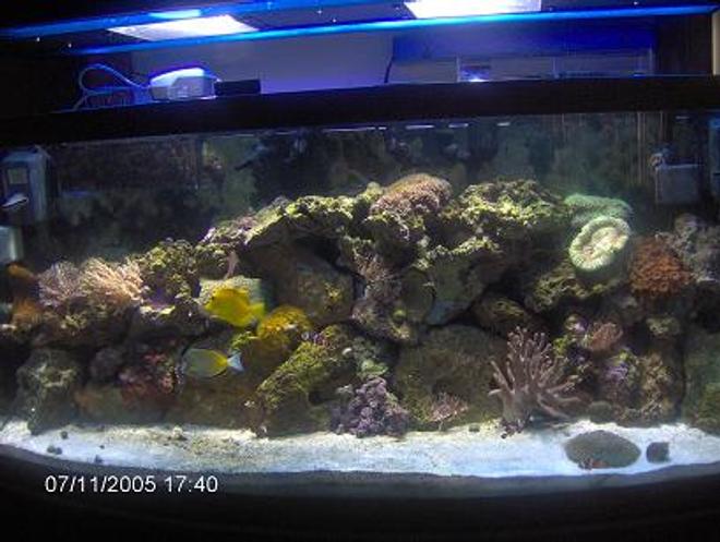 72 gallons reef tank (mostly live coral and fish) - 4 month old tank