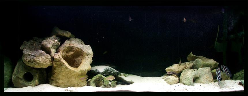 Rated #2132: 150 Gallons Freshwater Fish Tank - My Mixed Malawi tank!