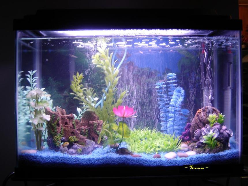 Rated #3461: 20 Gallons Freshwater Fish Tank - fontal view of my 20 gals fish tank.  4 Yellow Labs, 2 Corydoras.