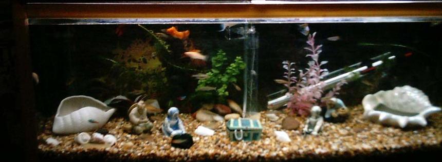 Rated #3575: 25 Gallons Freshwater Fish Tank - im new to this but i would like to customise it as much as possible but still make it unique spacious and bright