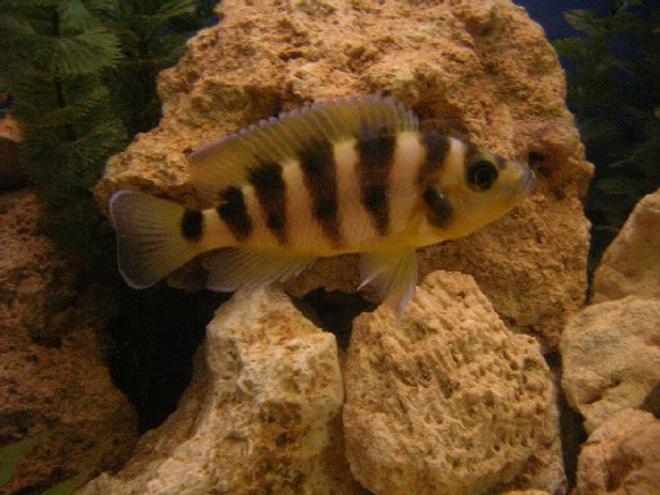 freshwater fish - lamprologus tretacephaleus - tretocephalus cichlid stocking in 100 gallons tank - Neolamprologus tretocephalus