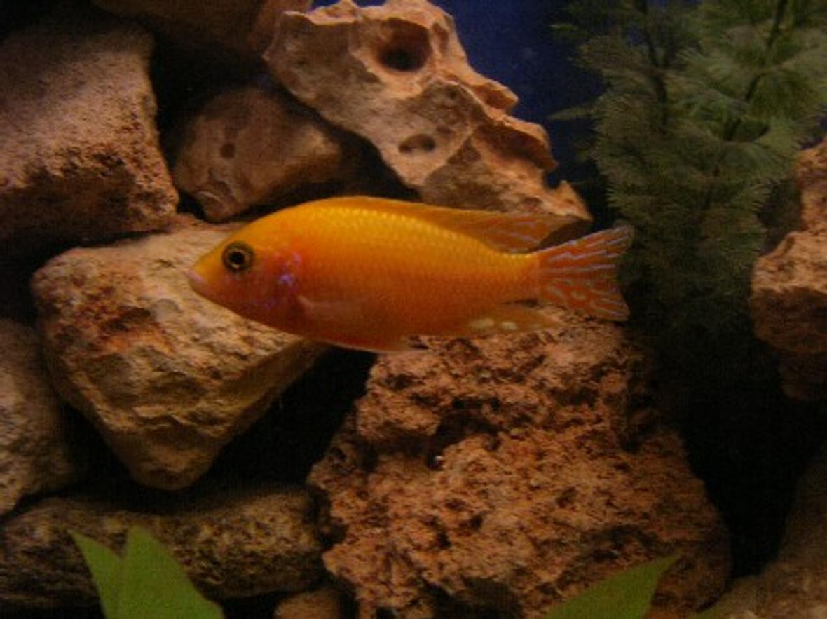 freshwater fish - aulonocara sp. - dragon blood peacock stocking in 100 gallons tank - Aulonocara