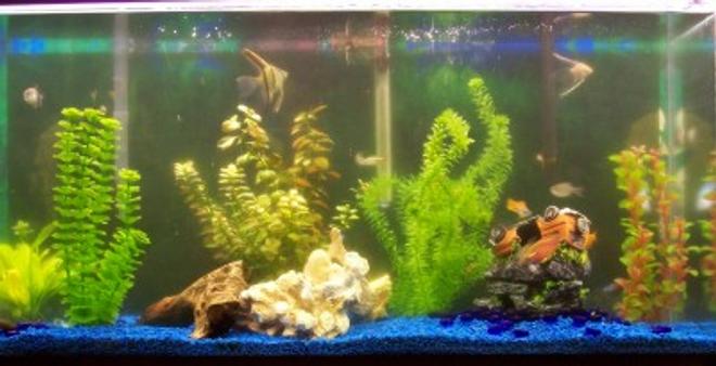 38 gallons freshwater fish tank (mostly fish and non-living decorations) - My 38 gal tank with 24 fish and a couple of plants some fake tell me what you think.