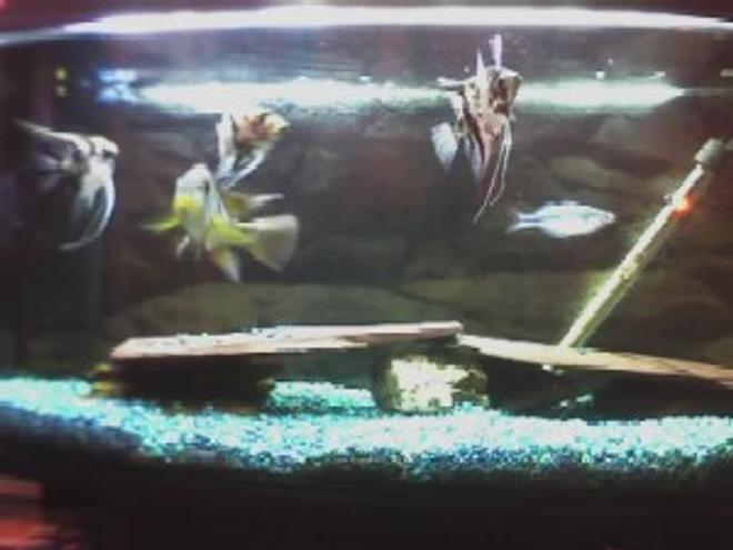 3 gallons freshwater fish tank (mostly fish and non-living decorations) - 3FT FISH TANK  WILL WELCOME ADVICE ON BETERING MY TANK MORE PHOTOS FROM MY OTHER TANKS SOON.