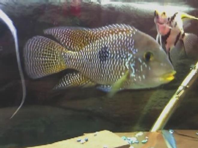 freshwater fish - aequidens rivulatus - green terror stocking in 3 gallons tank - THIS IS MY CICHLIDE AND HIS GOOD FRIEND THE ANGLE, THE CICHLIDE IS 4 YEARS OLD AND GETING BIGER. MORE FISH SOON