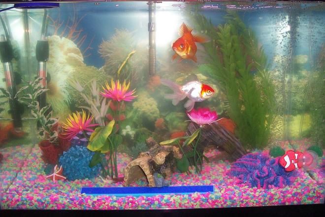 20 gallons freshwater fish tank (mostly fish and non-living decorations) - 20 gal, w/ two goldfishes and two plecos