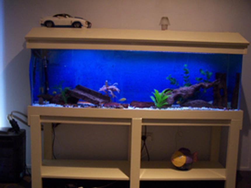 Rated #3505: 10 Gallons Freshwater Fish Tank - 8 yellow labs....2 suckers....