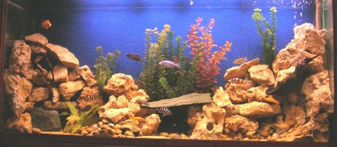 100 gallons freshwater fish tank (mostly fish and non-living decorations) - African Community