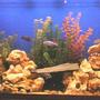 100 gallons freshwater fish tank (mostly fish and non-living decorations) - African Community