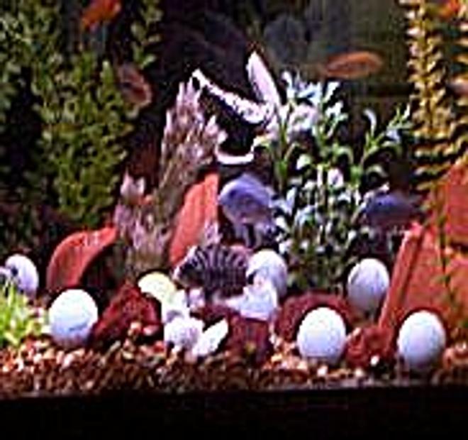 freshwater fish - archocentrus nigrofasciatus - black convict cichlid stocking in 75 gallons tank - assorted cichlids