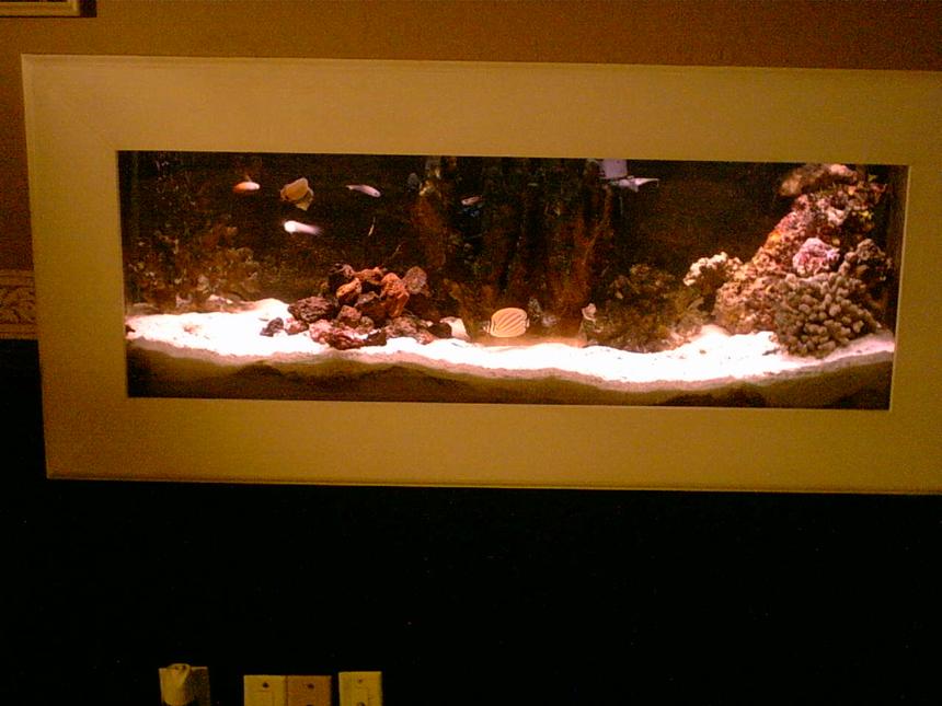 Rated #200: 55 Gallons Saltwater Fish Tank - in the wall