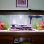 55 gallons freshwater fish tank (mostly fish and non-living decorations) - See Profile