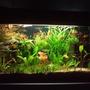 30 gallons planted tank (mostly live plants and fish) - new planted