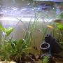 100 gallons freshwater fish tank (mostly fish and non-living decorations) - --------