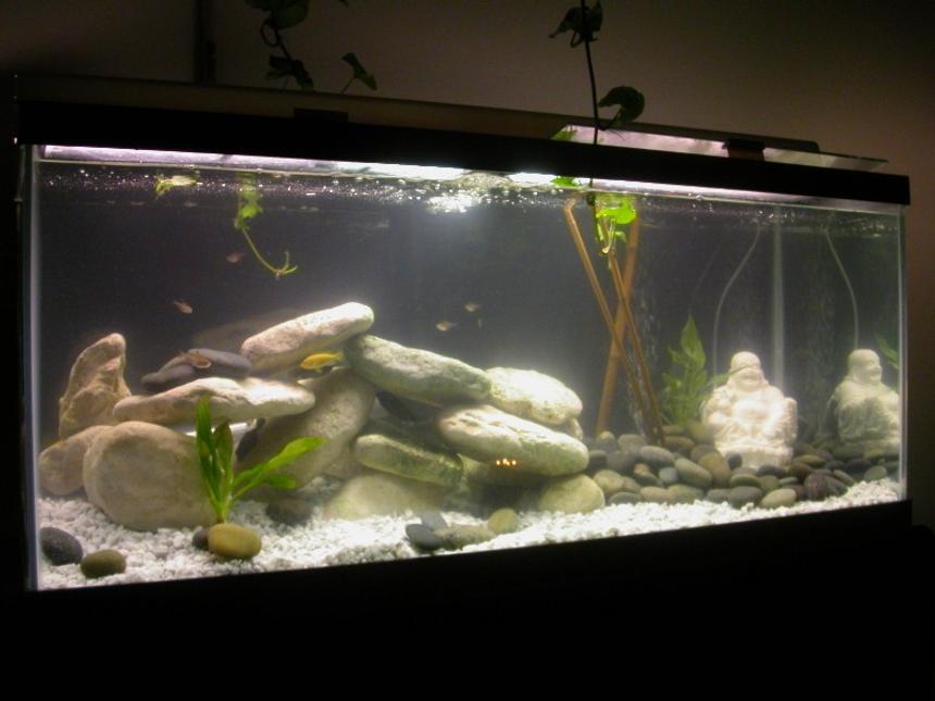 Rated #2453: 75 Gallons Freshwater Fish Tank - My New Baby