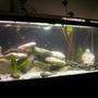 75 gallons freshwater fish tank (mostly fish and non-living decorations) - My New Baby