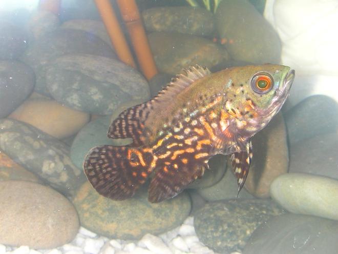 freshwater fish - astronotus ocellatus - zebra oscar stocking in 75 gallons tank - Oscar - Fresh from store
-just ate 3 of my bleeding heart tetras