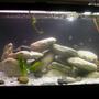 75 gallons freshwater fish tank (mostly fish and non-living decorations) - Cichlid Stack